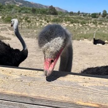 Ostrichland USA - Attraction Farms Near Me - Solvang, California Ostrichland USA - Attraction Farms Near Me - Solvang, California