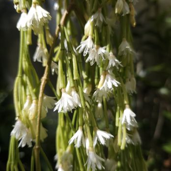 Andy's Orchids - Nurseries & Gardening Near Me - Encinitas, California