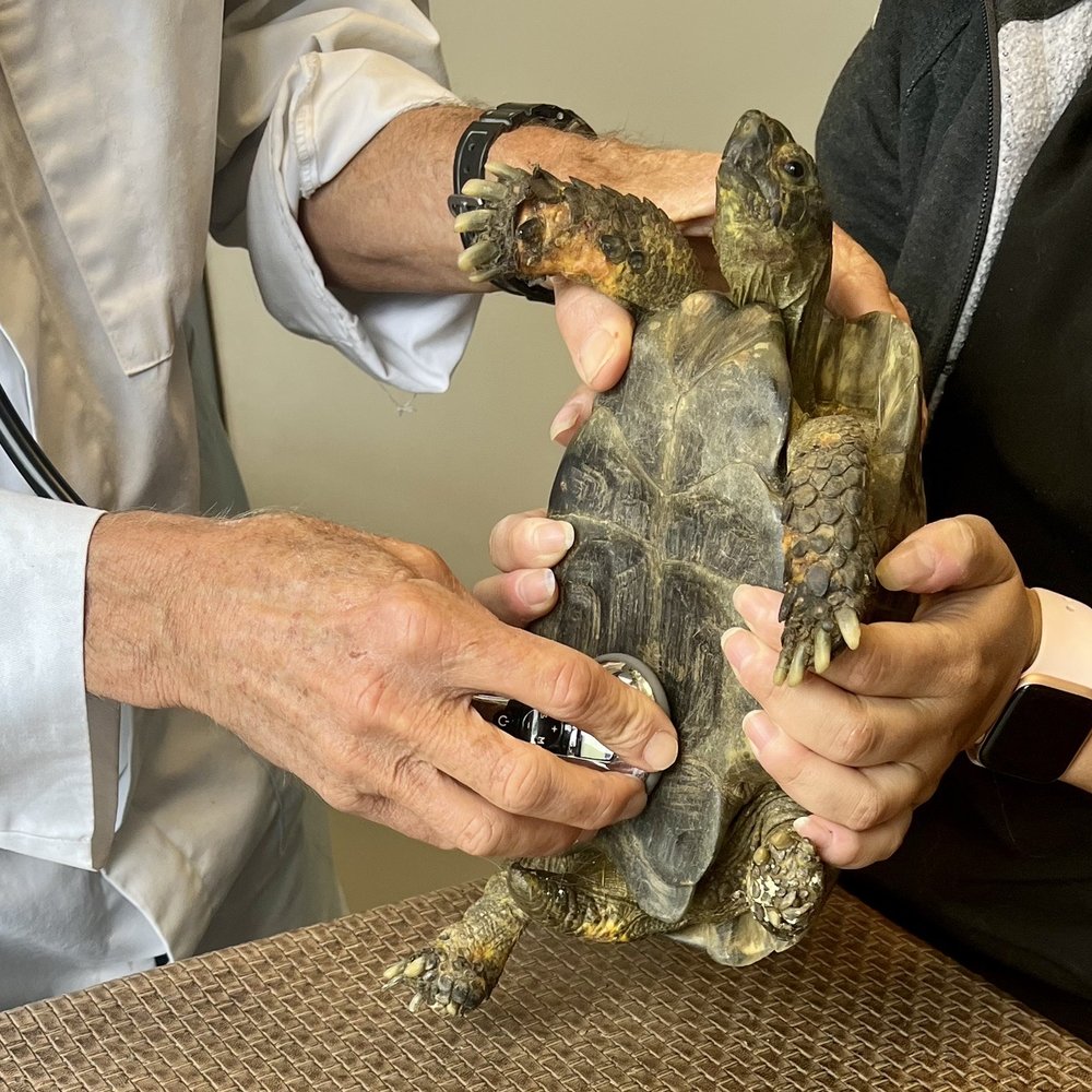 THE BEST 10 Reptile Vet in Mission Viejo, CA - Updated 2026 - Quality &  Affordability - Yelp