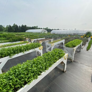29th Street Farm Stand - Loves these rows of planter table of herbs. - Pick Your Own Farms Near Me - Paw Paw, Michigan 29th Street Farm Stand - Loves these rows of planter table of herbs. - Pick Your Own Farms Near Me - Paw Paw, Michigan