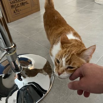 The Comforted Kitty - Old friends by day three. - Pet Sitting Near Me