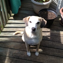 Happy Tails Pet Sitting