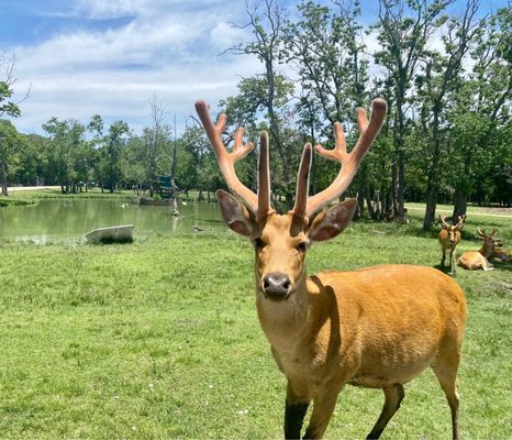 Bayou Wildlife Zoo by null