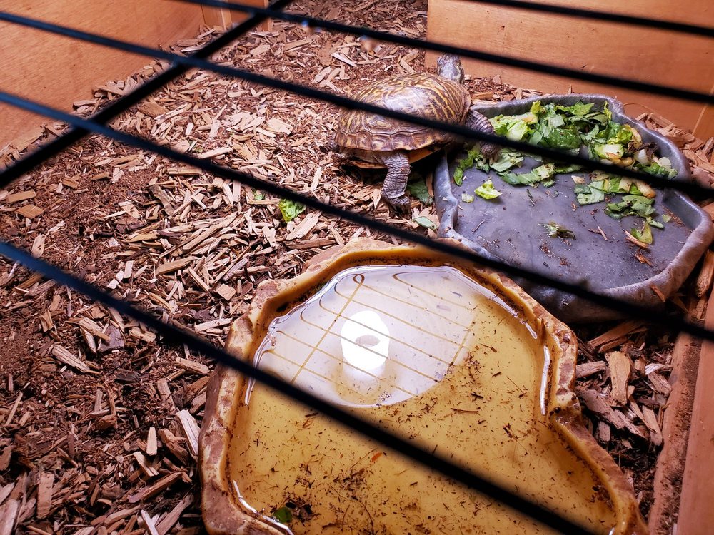 Pet Shop Santa Cruz - reptile breeding in Santa Cruz, CA