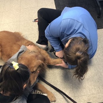 DIY Pet Grooms - Took the time on the floor to give Butterscotch a nail time. - Pet Groomers Near Me - Westerville, Ohio