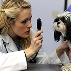 I-20 Animal Medical Center Vet ER & Wellness - Dr. Calland