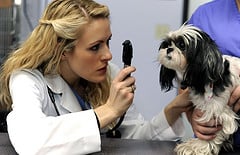 I-20 Animal Medical Center Vet ER & Wellness - pet boarding facility in Arlington, TX