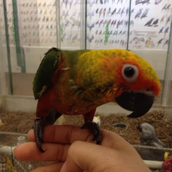 Bird Jungle - Pet Stores Near Me - Scarsdale, New York
