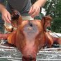 Photo of Secchiaroli Piggery