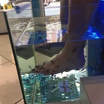 Dottor Fish - Voluntarily allowing fish to eat our feet - Day Spas Near Me - Venezia, VE