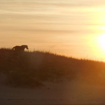 Bob's Wild Horse Tours - Tours Near Me - Corolla, North Carolina Bob's Wild Horse Tours - Tours Near Me - Corolla, North Carolina