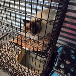 Country Paws Play & Stay - Slyvestor loving his kitty cottage.