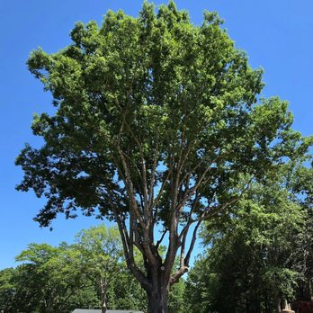 DK Tree Service - Nicely trimmed - Tree Services Near Me DK Tree Service - Nicely trimmed - Tree Services Near Me