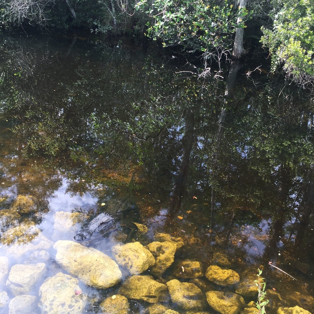 Loop Road - Alligator! - Active Life Near Me - Naples, Florida