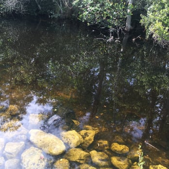 Loop Road - Alligator! - Active Life Near Me - Naples, Florida
