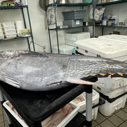 Wild Local Seafood - Fresh Caught Bluefin Tuna Ready to be prepared for sale...