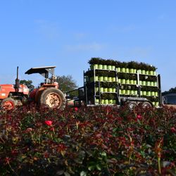 Windmill Nursery - Loading Knock Out Roses to be shipped.
