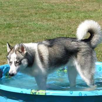 Doggie Du-Rite - Pet Training Near Me
