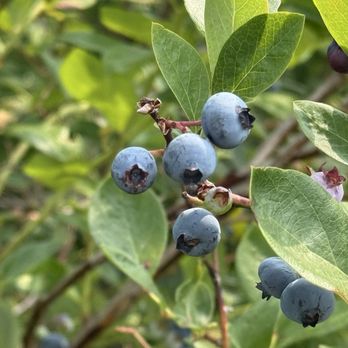 DeGrandchamp Blueberry Farm - Pick Your Own Farms Near Me - South Haven, Michigan DeGrandchamp Blueberry Farm - Pick Your Own Farms Near Me - South Haven, Michigan