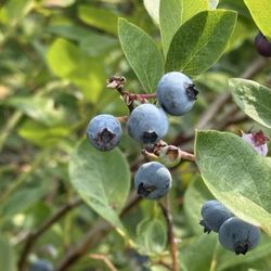 DeGrandchamp Blueberry Farm