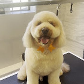 Pawleashed Pet Spa - Pet Groomers Near Me - Los Angeles, California Pawleashed Pet Spa - Pet Groomers Near Me - Los Angeles, California