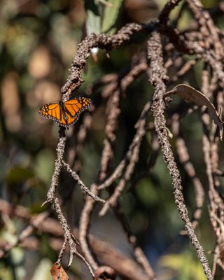 Monarch Butterfly Grove by null