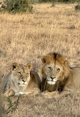 Africa Adventure Consultants by null