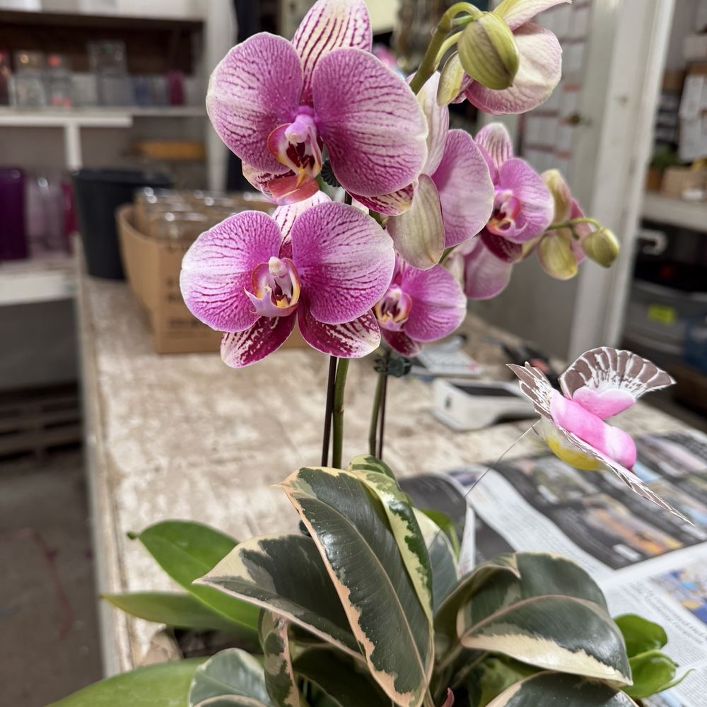 Franco's Flowers - this arrangement was $30 included plant as well as flowers - Florists Near Me - Encinitas, California Franco's Flowers - this arrangement was $30 included plant as well as flowers - Florists Near Me - Encinitas, California