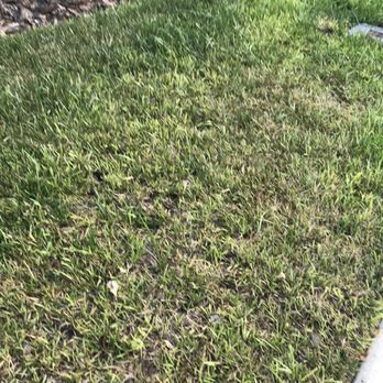 Lawn Enforcement Agency - Lawn with fungus and  dead grass - Pest Control Near Me - Gainesville, Florida