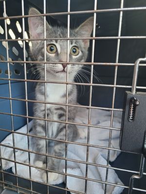 Charleston Animal Society by null