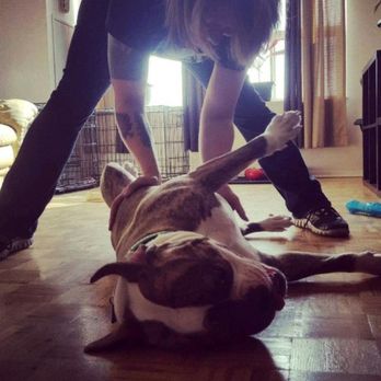 Born 2B Wild - Photo - Pet Training Near Me Born 2B Wild - Photo - Pet Training Near Me
