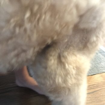 Lakeside Pet Spa - Pet Groomers Near Me - Plano, Texas Lakeside Pet Spa - Pet Groomers Near Me - Plano, Texas