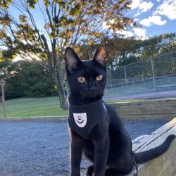 Town of Brookhaven animal shelter