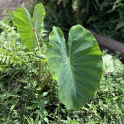 Waipi'o Valley