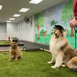 Pawsessions