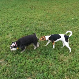 I call this one dog sniffing other dog's butt. I'll be selling it next trolley hop. I call this one dog sniffing other dog's butt. I'll be selling it next trolley hop.