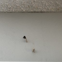 FUNGI GROWING FROM WALLS