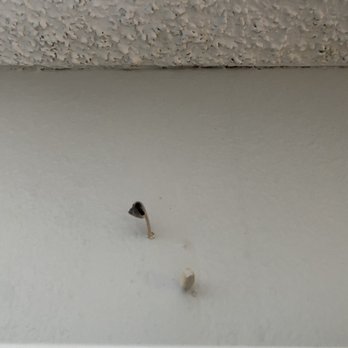 The Arbors - FUNGI GROWING FROM WALLS - Apartments Near Me - Lake Forest, California