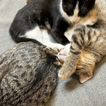 Kona Kat Cafe - Cat pile - Pet Adoption Near Me - Kailua-Kona, Hawaii