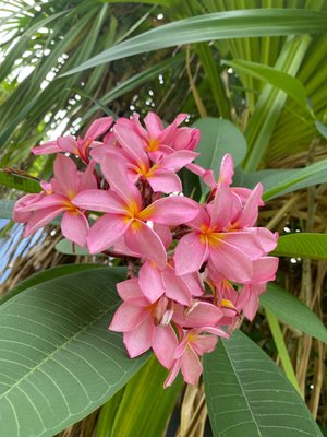 Four Seasons Resort Langkawi, Malaysia by null