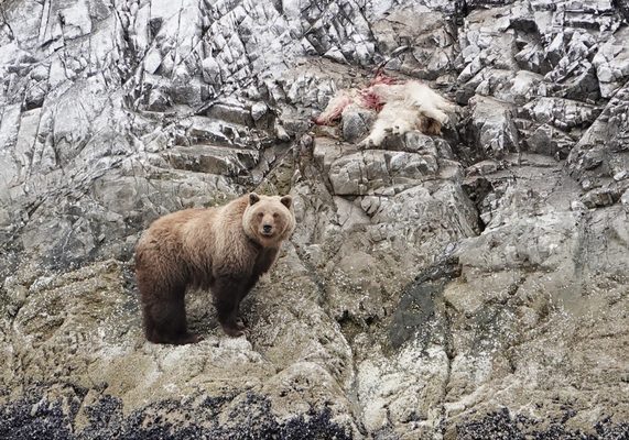 Alaskan Dream Cruises by null