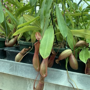 Gubler Orchids - Nurseries & Gardening Near Me - Landers, California Gubler Orchids - Nurseries & Gardening Near Me - Landers, California