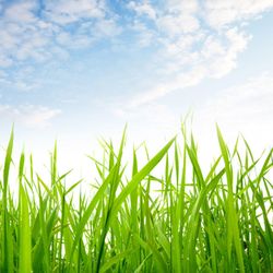 Marflos Lawn Service