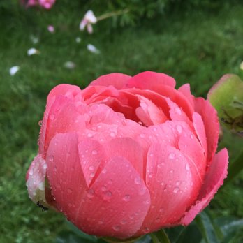 Full Bloom Farm - Coral peony - Guest Houses Near Me - Lummi Island, Washington