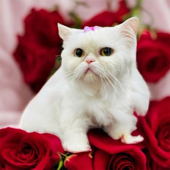 Toko’s Pet Spa - Now accepting new kitty clients starting March 2026 !! - Pet Groomers Near Me - Honolulu, Hawaii