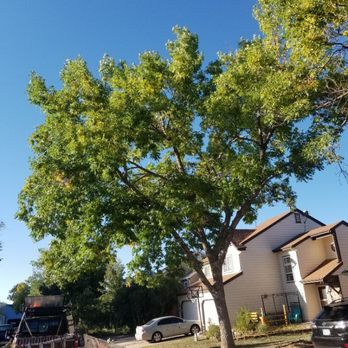 Man VS Treez - After - Tree Services Near Me - Aurora, Colorado Man VS Treez - After - Tree Services Near Me - Aurora, Colorado
