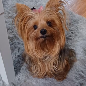 Willowbrook Animal Clinic - My fur kid - Veterinarians Near Me - Fairfield, New Jersey Willowbrook Animal Clinic - My fur kid - Veterinarians Near Me - Fairfield, New Jersey