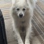 Photo of Vet with Hart Veterinary House Call Practice