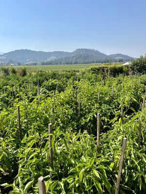 Regusci Winery by null