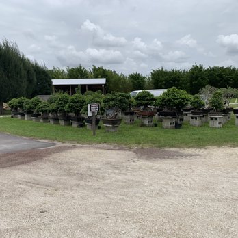 Wigert's Bonsai - Nurseries & Gardening Near Me - North Fort Myers, Florida Wigert's Bonsai - Nurseries & Gardening Near Me - North Fort Myers, Florida